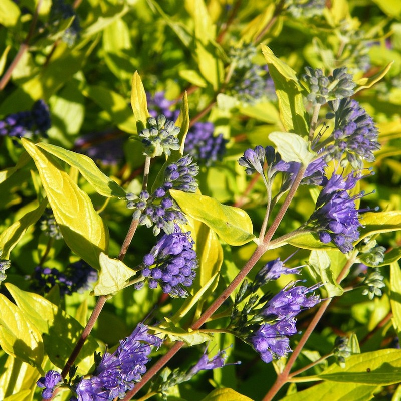 Caryopteris clandonensis Worcester Gold