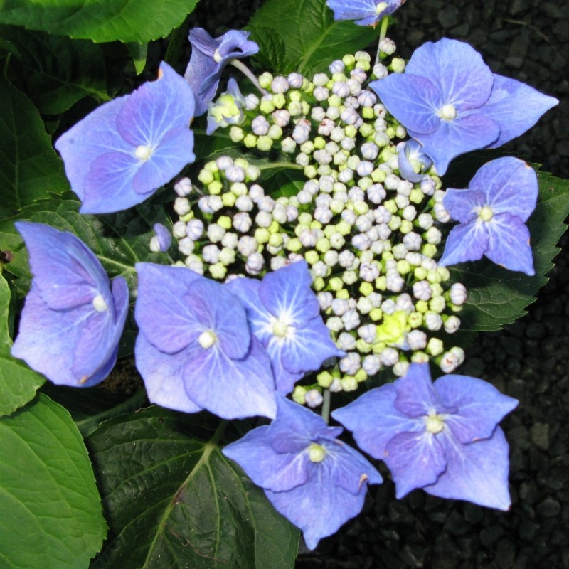 Hortensia Hydrangea Blaumeise