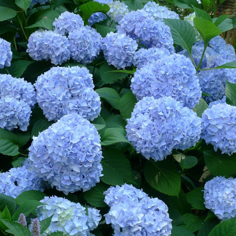 Hortensia Hydrangea Nikko Blue