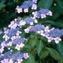 Hortensia Hydrangea Bluebird