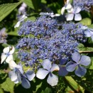 Hortensia Hydrangea Bluebird