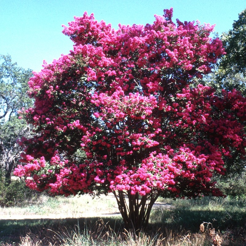 Liliac indian Lagerstroemia indica