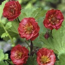 Geum rivale Flame of Passion
