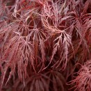 Artar Japonez Acer palmatum Crimson Queen