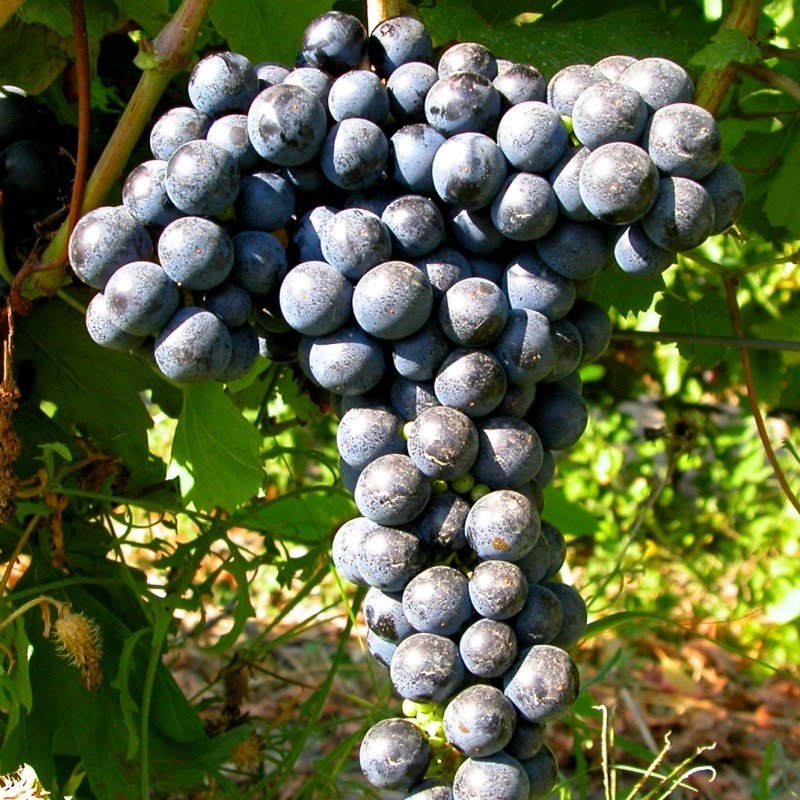 Rosie de vin Feteasca Neagra