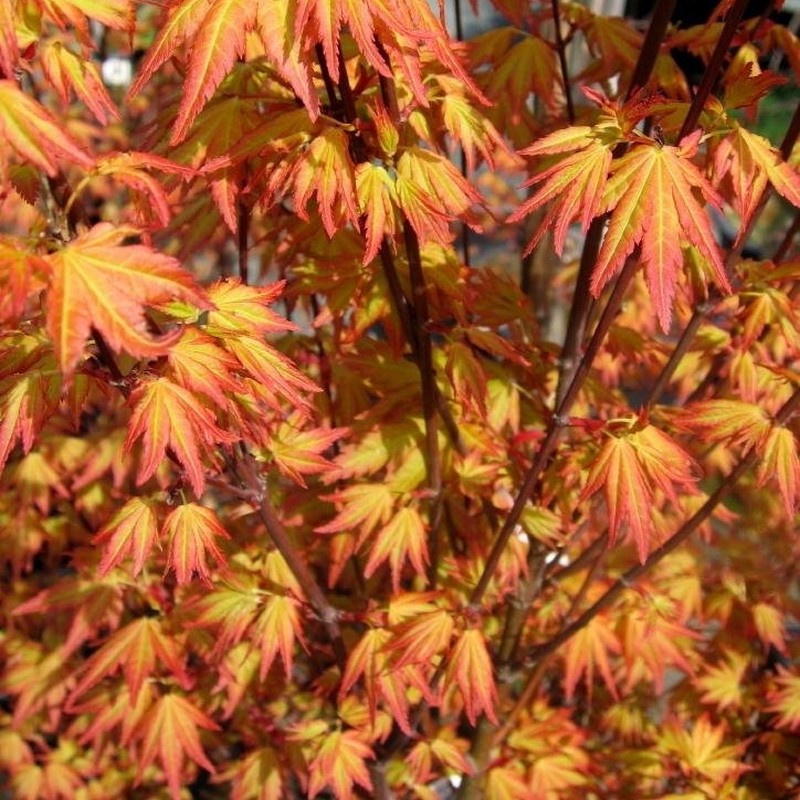 Artar Japonez Acer palmatum Orange Dream