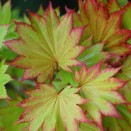 Artar Japonez Acer shirasawanum Aureum