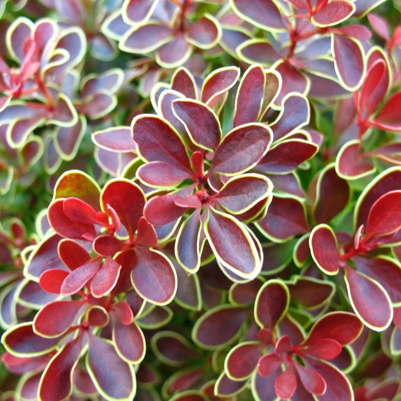 Berberis thunbergii Golden Ring - DENDRO-PROD DELIVERY SRL