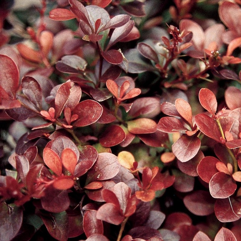 Berberis thunbergii Atropurpurea - DENDRO-PROD DELIVERY SRL