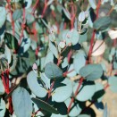 Eucalipt Eucalyptus gunnii