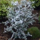 Eucalipt Eucalyptus gunnii