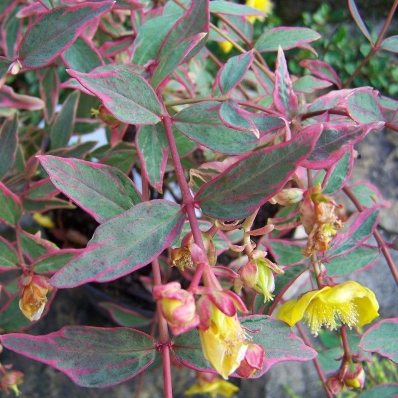 Sunatoare Hypericum moserianum 'Tricolor'