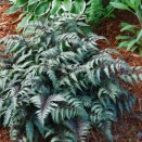 Feriga japoneza Athyrium niponicum Metallicum