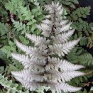Feriga japoneza Athyrium niponicum Metallicum