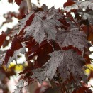Artar Acer platanoides Crimson Kingu