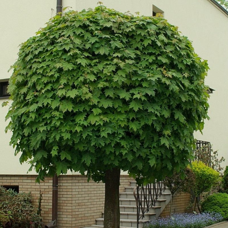 Artar Acer platanoides Globosum