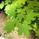 Artar Acer platanoides Globosum