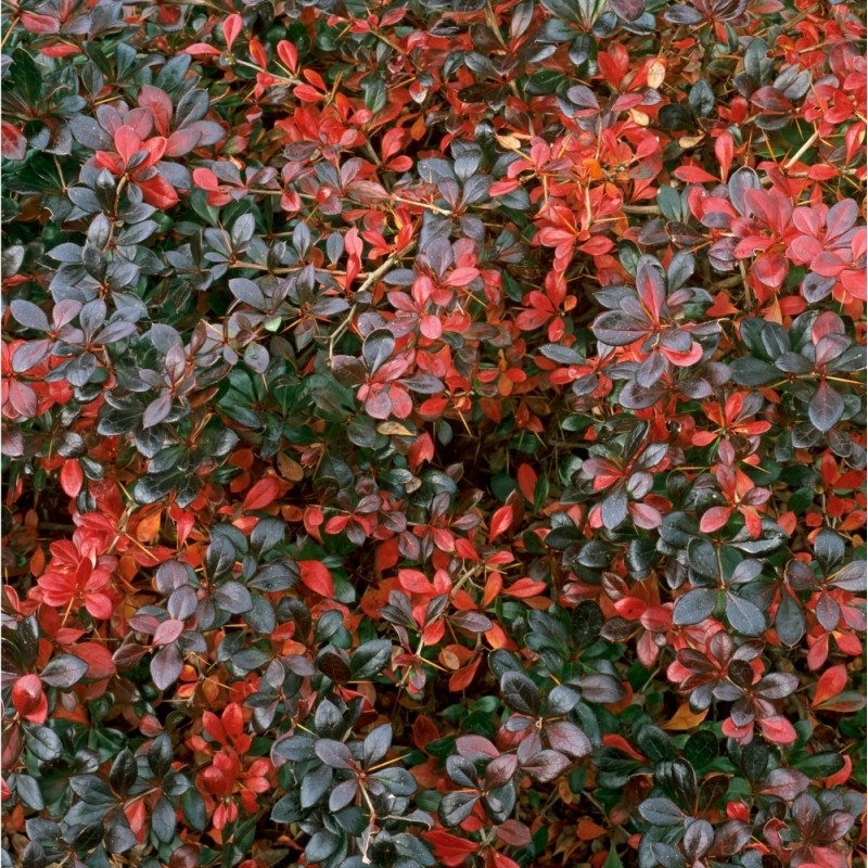 Berberis media Red Juwel - DENDRO-PROD DELIVERY SRL