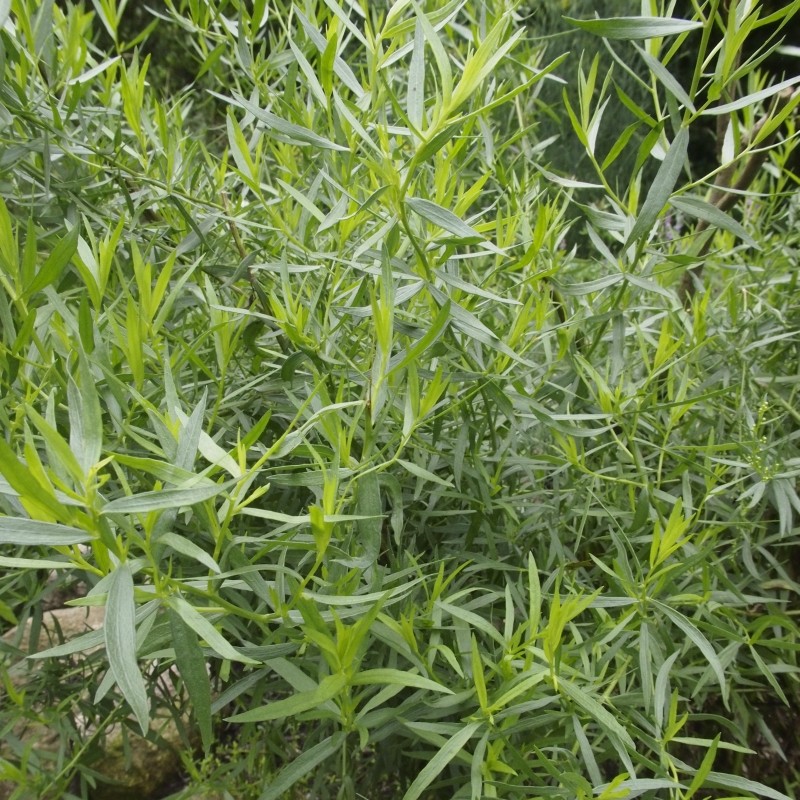Tarhon Artemisia dracunculus