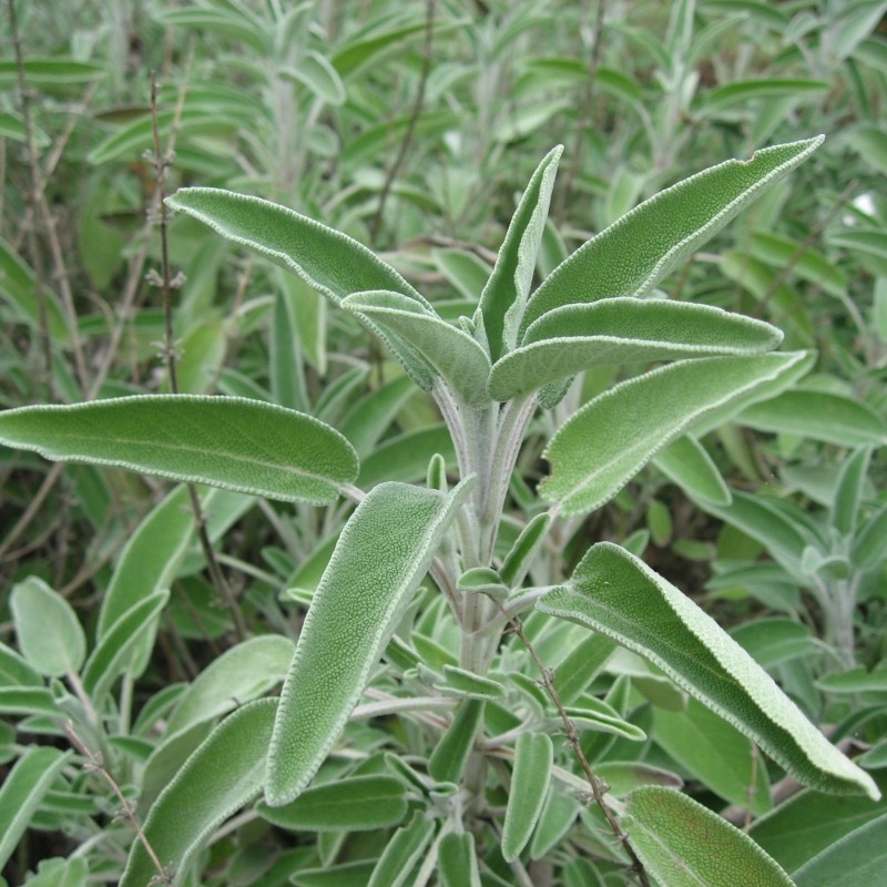 Salvie - Salvia officinalis