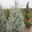 Ienupar Juniperus virginiana Moonglow