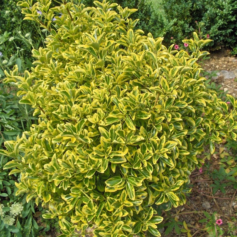Euonymus japonicus Aureomarginatus - DENDRO-PROD DELIVERY SRL