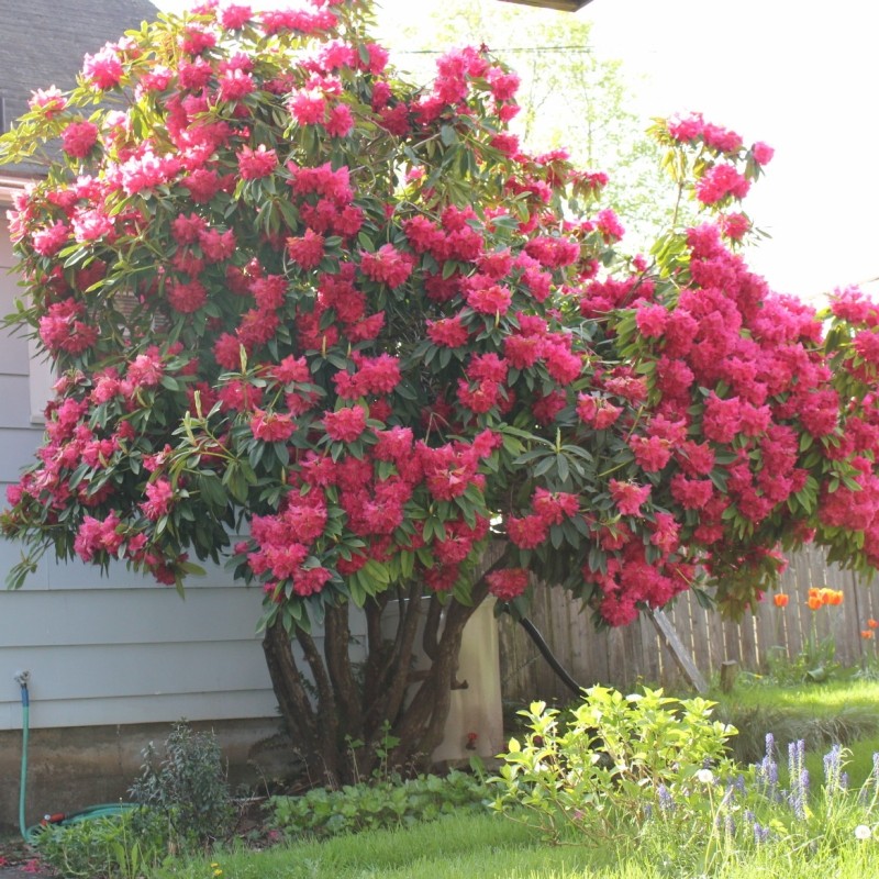Rhododendron Red Jack - DENDRO-PROD DELIVERY SRL