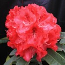 Rhododendron Wilgens Ruby