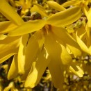 Ploaie de Aur Forsythia intermedia Goldzauber