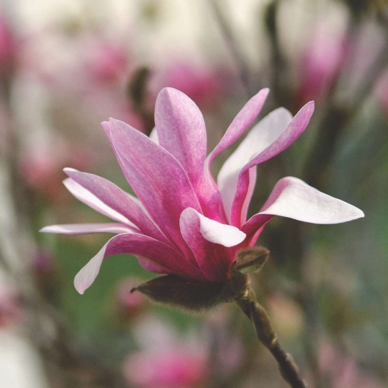 Magnolia George Henry Kern - DENDRO-PROD DELIVERY SRL