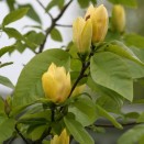 Magnolia Yellow Bird