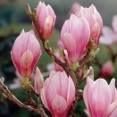 Magnolia Soulangeana