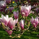 Magnolia Soulangeana