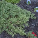 Ienupar Juniperus communis Repanda