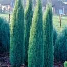 Ienupar Juniperus communis Sentinel