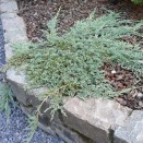 Ienupar Juniperus horizontalis Icee Blue