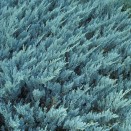 Ienupar Juniperus horizontalis Blue Chip