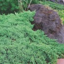 Ienupar Juniperus procumbens Nana