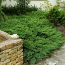Ienupar Juniperus sabina Tamariscifolia