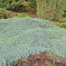 Ienupar Juniperus squamata Blue Carpet