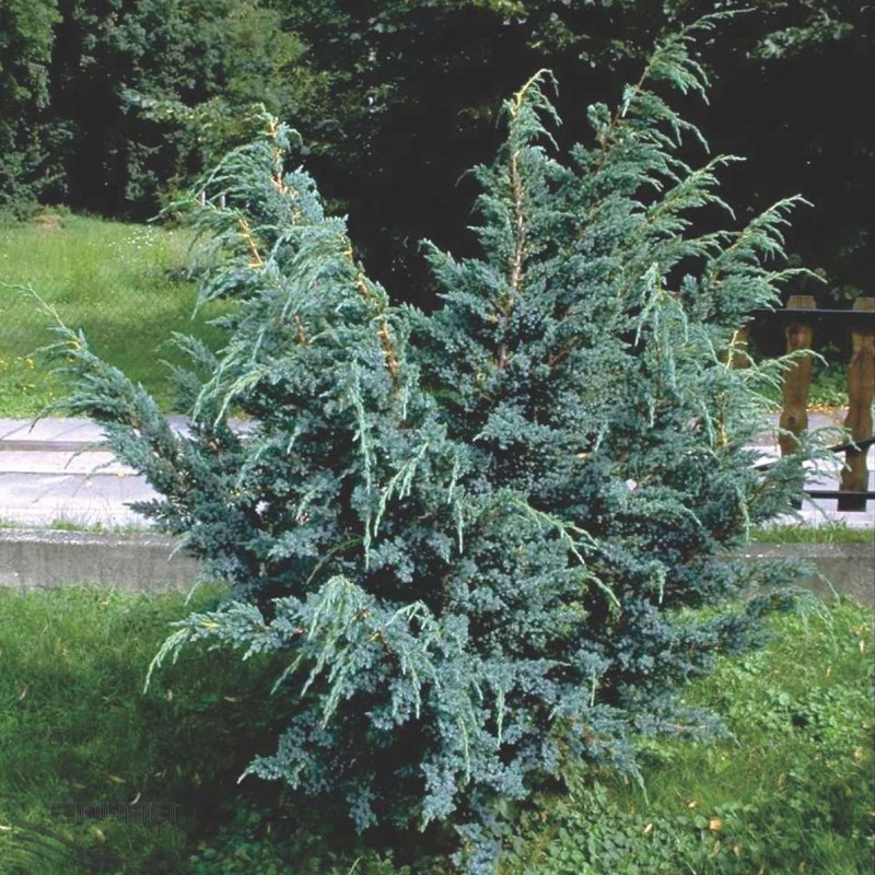 Ienupar Juniperus squamata Meyeri