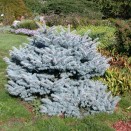 Molid Argintiu Picea pungens Glauca Globosa