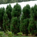 Pin Pinus nigra Fastigiata