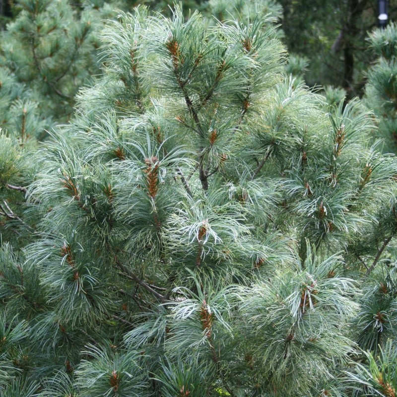 Pin alb Pinus parviflora Glauca