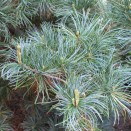Pin alb Pinus parviflora Glauca