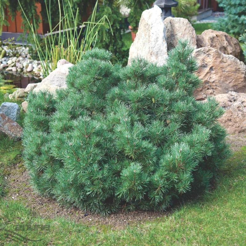 Pin Pinus sylvestris Watereri