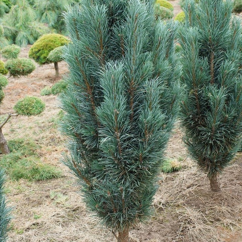 Pin de padure Pinus sylvestris Fastigiata