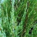 Ienupar Juniperus BlueArrow