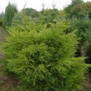 Ienupar Juniperus Kurivao Gold