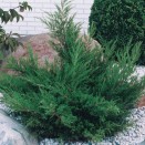 Ienupar Juniperus media Mint Julep